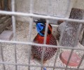 Θεσσαλονίκη: Εντόπισαν το παράνομο εκτροφείο και κατάσχεσαν τα άγρια είδη πουλιών